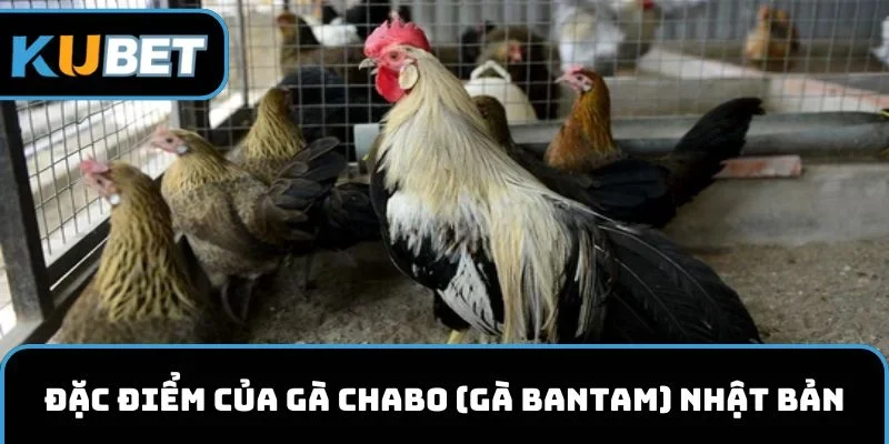Đặc điểm của gà Chabo hay hay gà Bantam Nhật Bản