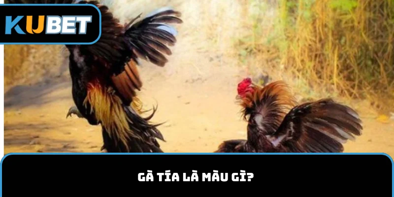 Giải đáp: Gà tía là màu gì?
